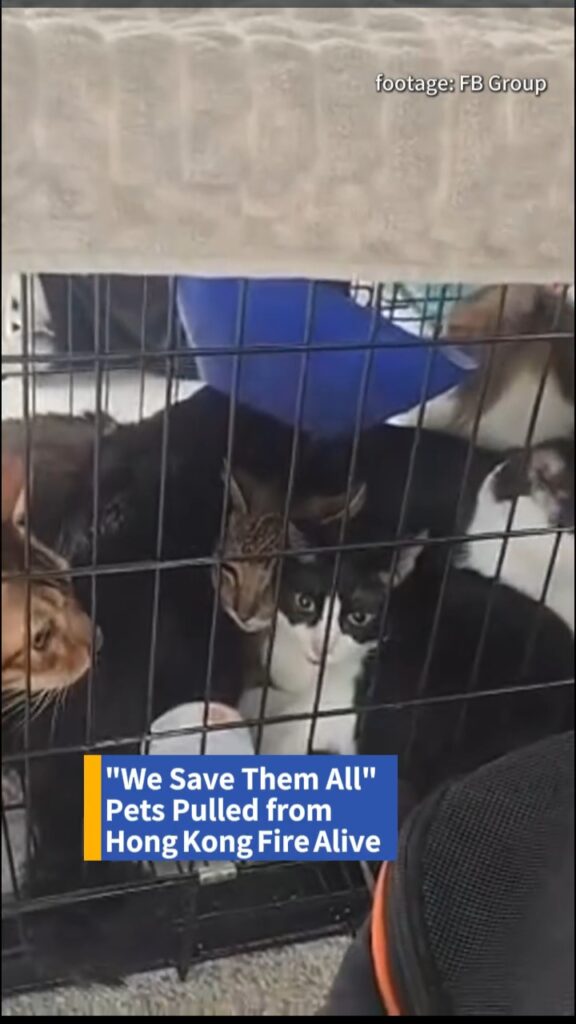 إنقاذ عشرات الحيوانات الأليفة من حريق هونغ كونغ في انتظار لمّ شملها مع أصحابها