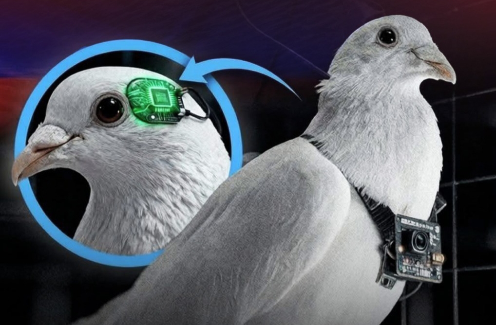 روسيا تكشف عن أول طيور مُسَيَّرة بشرائح دماغية: بين الابتكار والمخاوف الأخلاقية