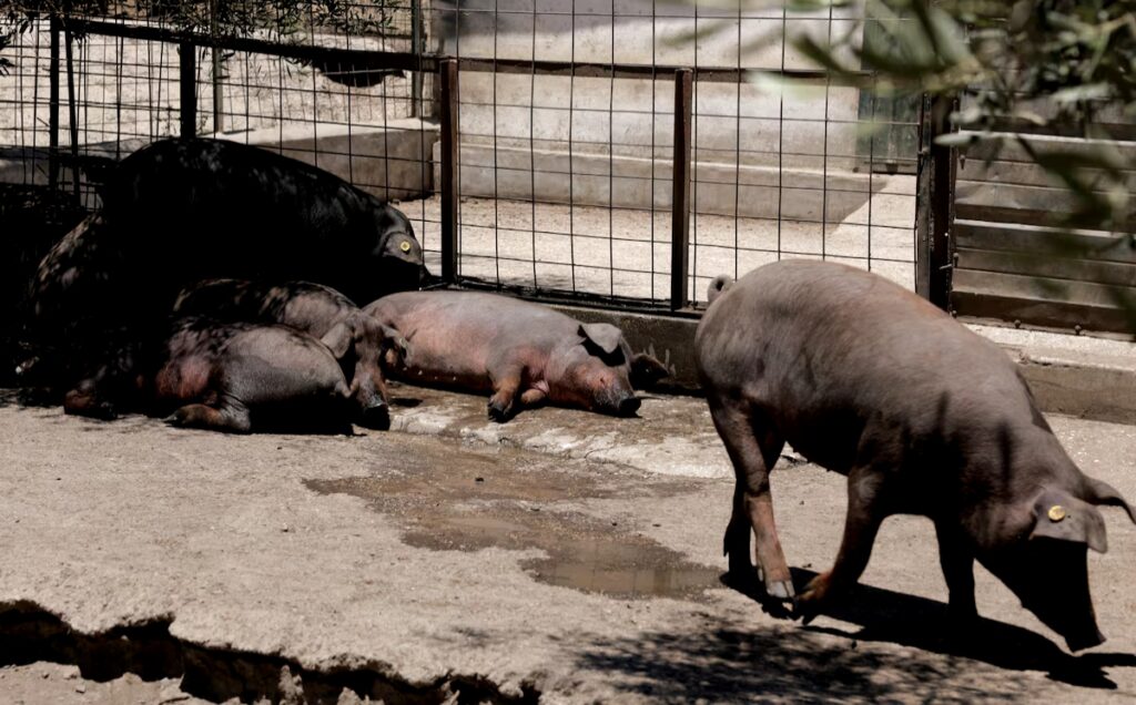 إسبانيا توقف تصدير لحوم الخنازير بعد رصد أول إصابة بالفيروس