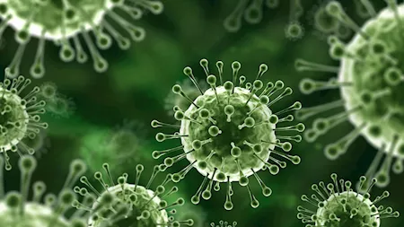 تفشٍ محدود لفيروس نيباه بالهند يدفع دولًا آسيوية لتعزيز إجراءات المطارات