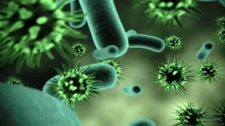 تايوان تسجل أول حالة وفاة بفيروس هانتا وسط تحذيرات صحية عاجلة