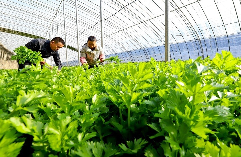 الكرفس وفوائده الصحية.. استخدامات متعددة ومحاذير ضرورية