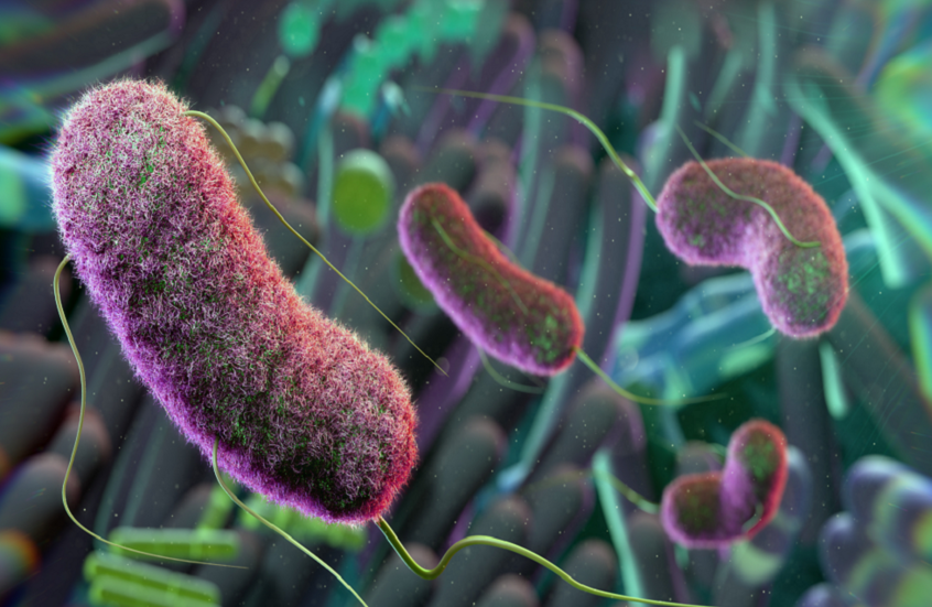 ميكروبيوم الأمعاء يؤثر بشكل مباشر على شيخوخة الخلايا