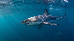 وفاة صبي أسترالي إثر هجوم سمكة قرش في سيدني