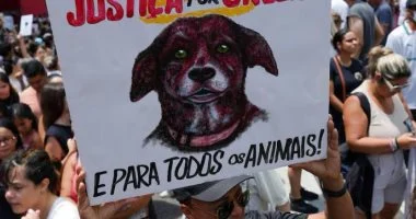 “غضب واسع في البرازيل بعد مقتل كلب شارع واحتجاجات شعبية ضد العنف على الحيوانات”
