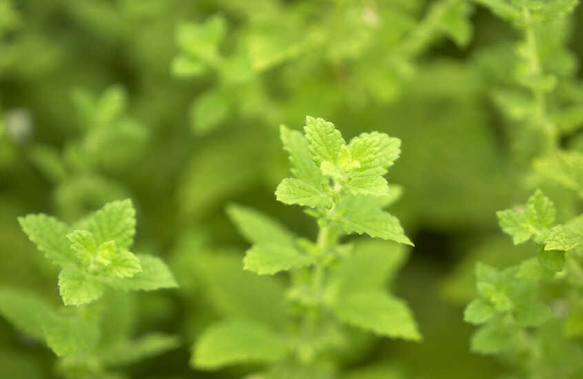 الملّيسة قد تدعم حماية الدماغ من الالتهابات