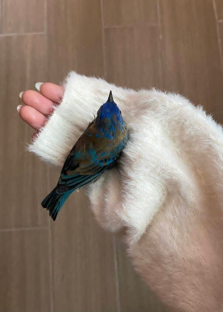 95 مليار دولار.. حجم سوق سياحة مراقبة الطيور عالميًا