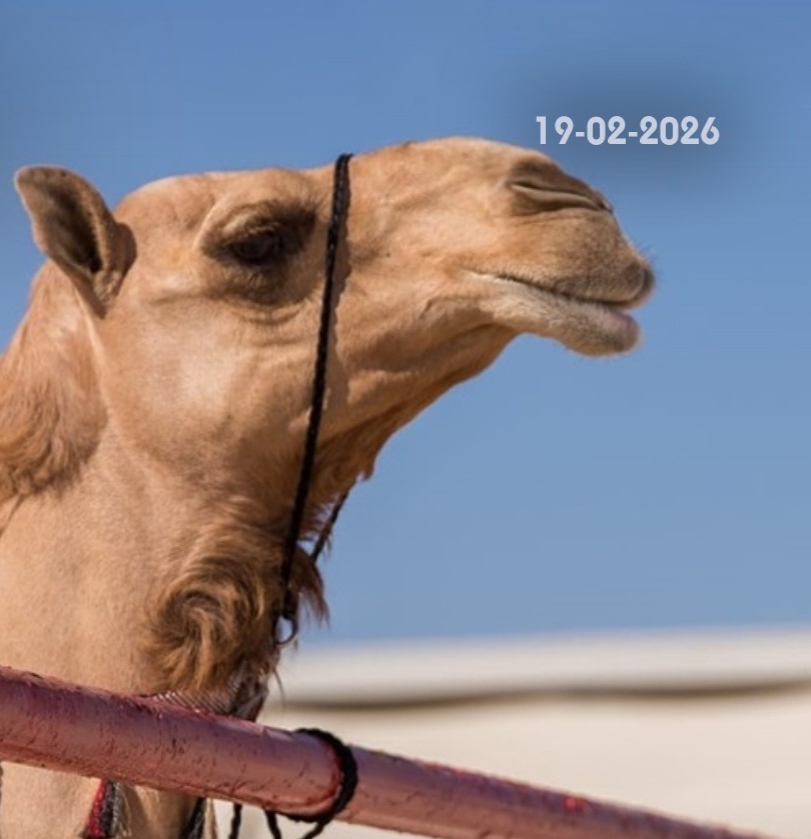 استبعاد 20 جملاً من مسابقة جمال الإبل في عُمان بسبب «البوتوكس والمكياج»