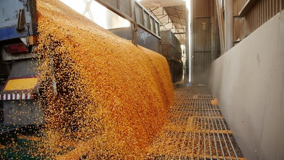 الأردن: شراء 60 ألف طن قمح بسعر 275.95 دولار للطن