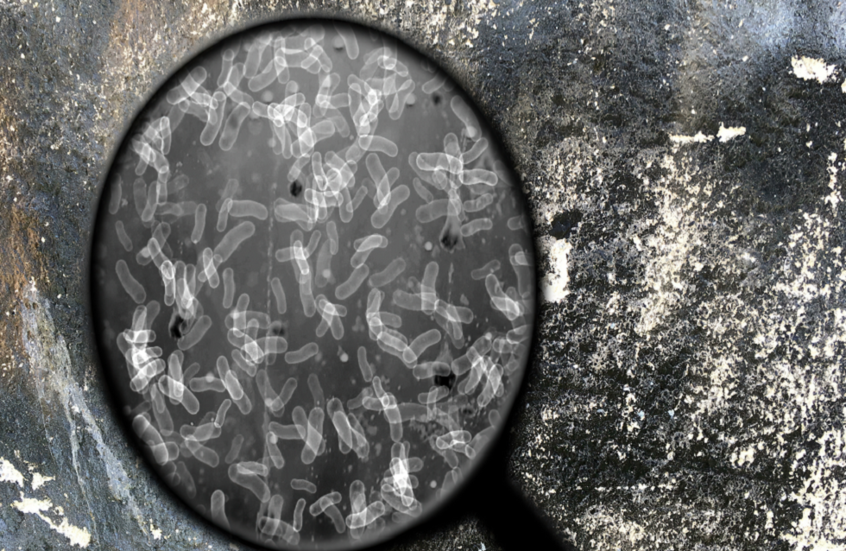 علماء يحذرون من خطر كامن في التربة الأمريكية بسبب جرثومة الجمرة الخبيثة