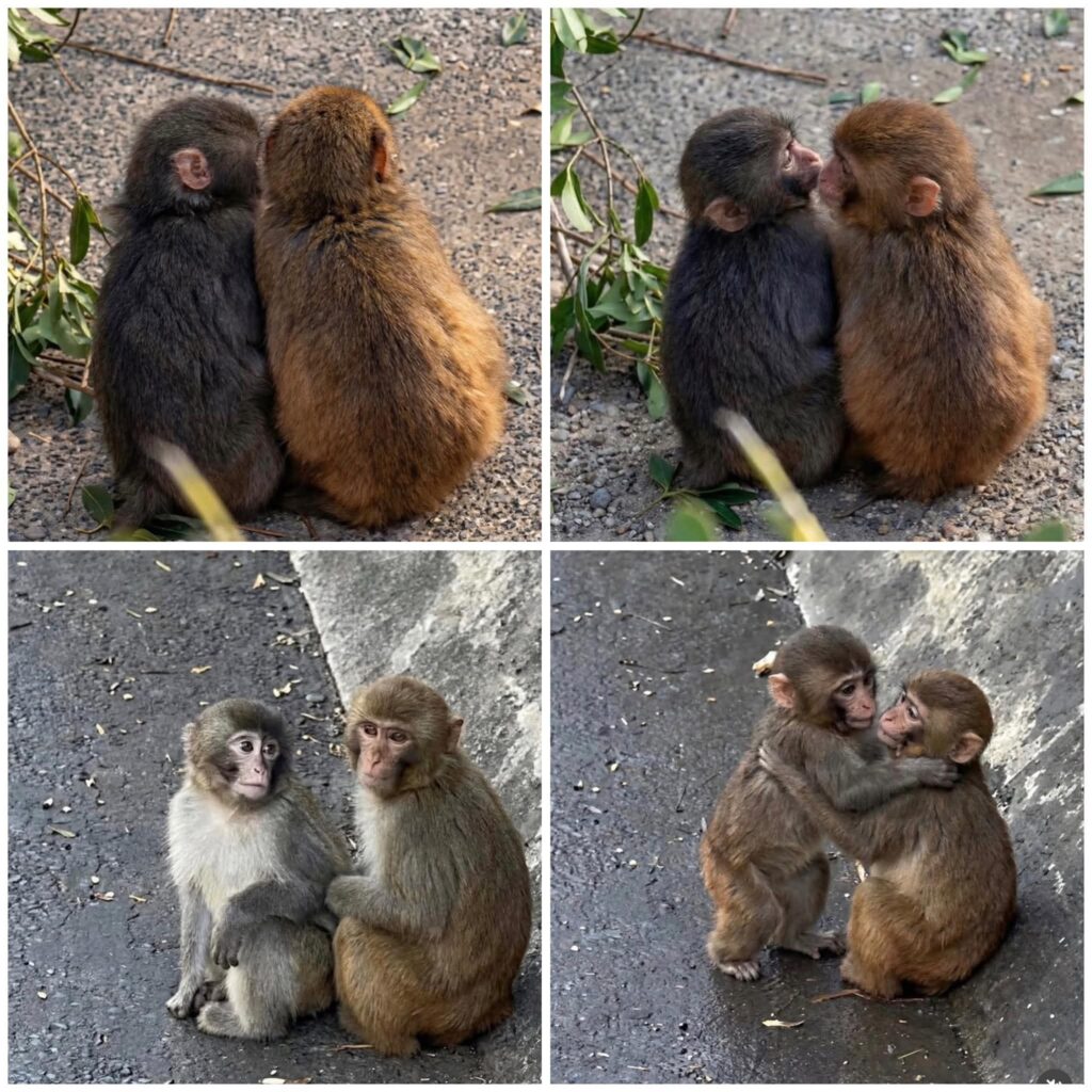 ارتباط القرد “باتش” : يشعل مواقع التواصل الاجتماعي