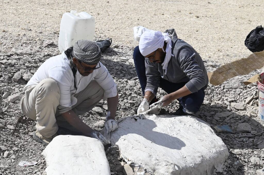 مصر : تكشف أول سلحفاة بحرية عملاقة من عصر الديناصورات في إفريقيا