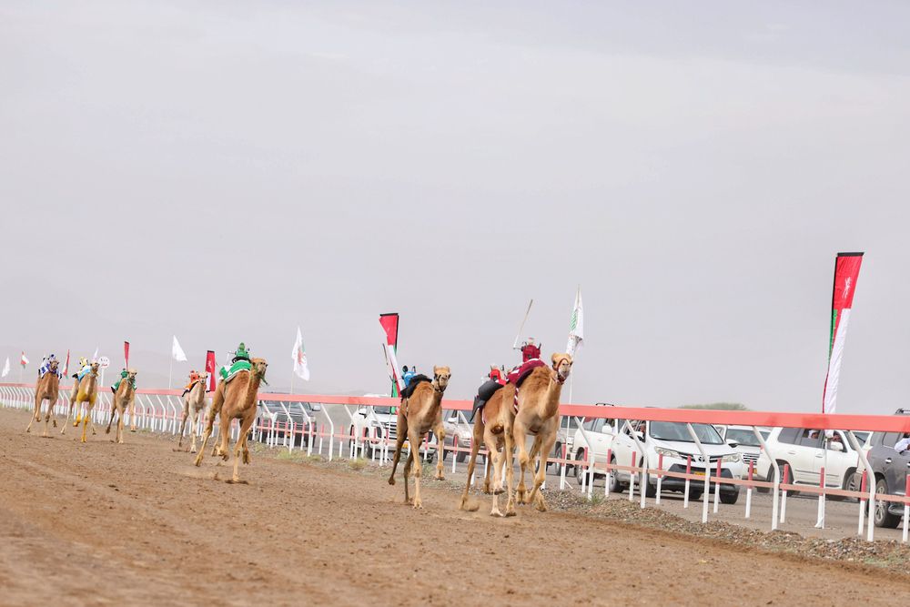 16شوطًا في مهرجان شمال الباطنة: لسباقات الهجن بميدان صحار فى سلطنة عمان