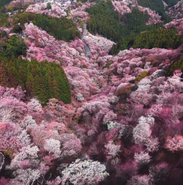 بداية موسم أزهار الكرز في اليابان