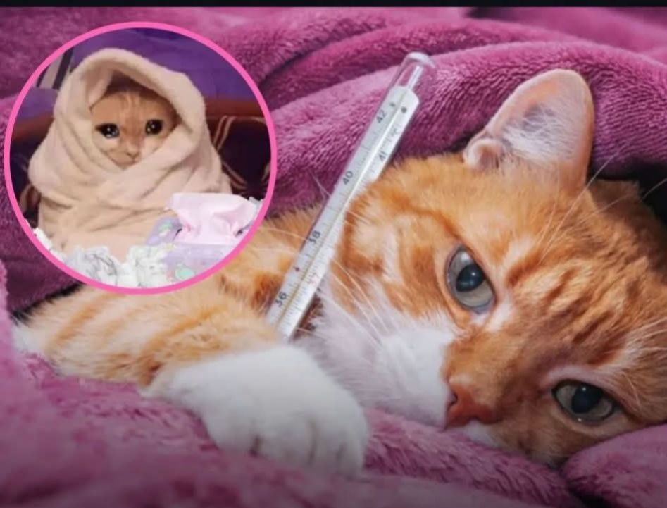 إيطاليا : تصبح أول دولة في العالم تمنح إجازة مدفوعة للموظفين لرعاية الحيوانات الأليفة المريضة