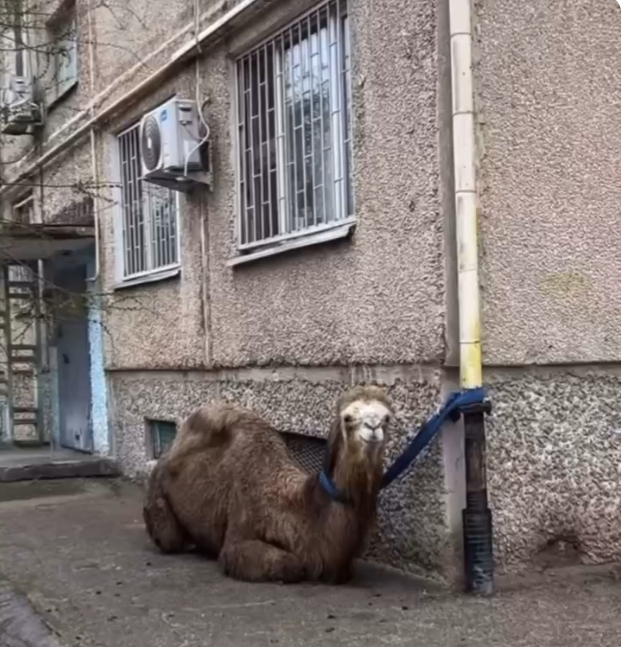 فيديو متداول .. جمل في شارع بكازاخستان يقود لتغريم مالكه